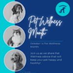 Pet Wellness Month
