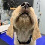 Pet Wellness Tip: Dental Health